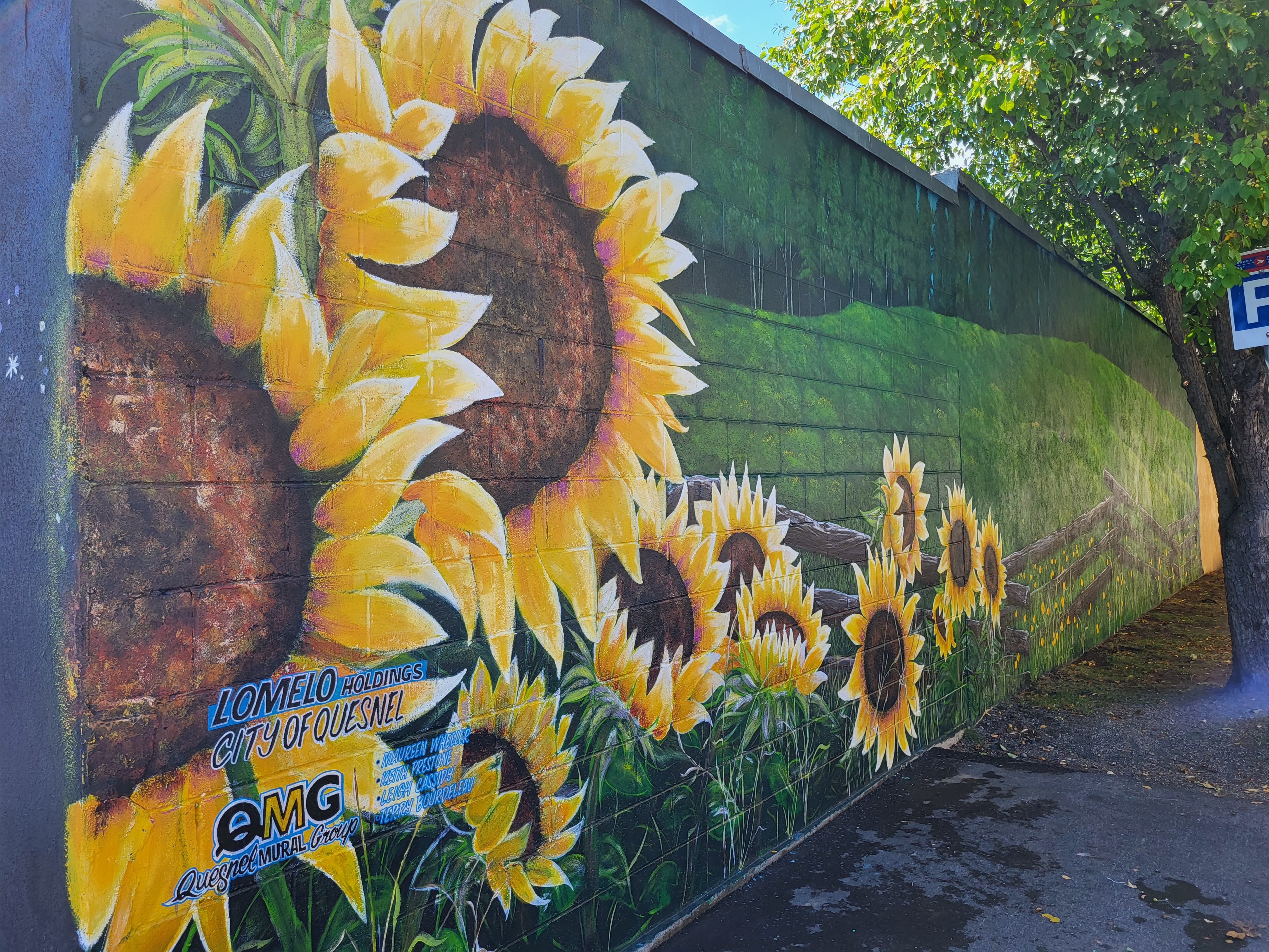 Sunflower